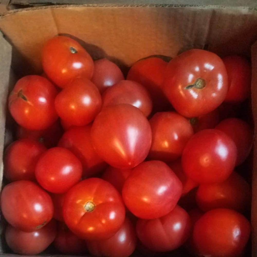 Fresh-picked tomatoes on the farm stand at Remington's Harvest.