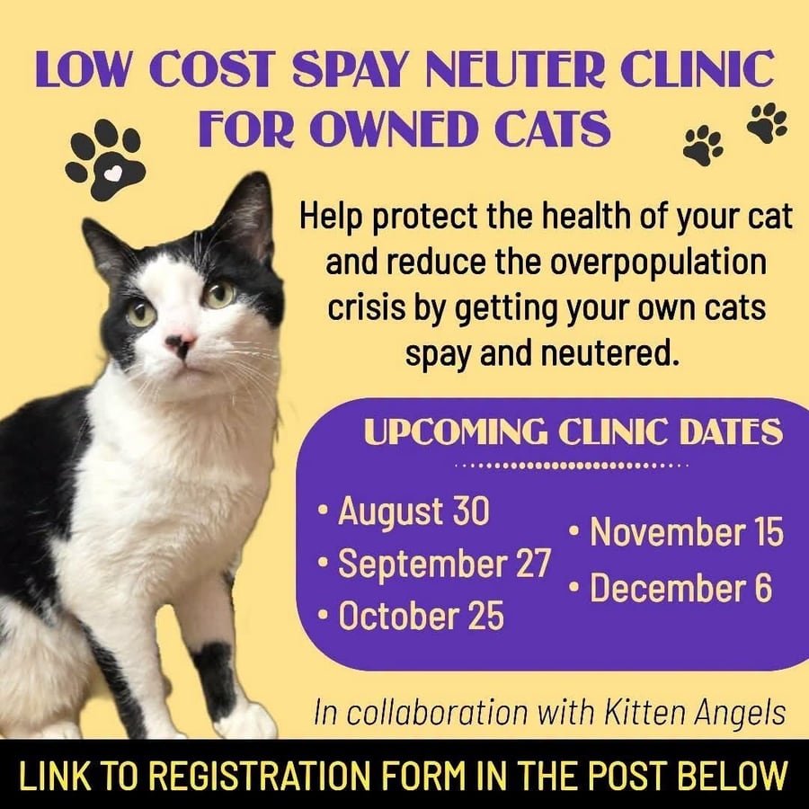 Yellow flyer with a black-and-white cat: Low Cost Spay Neuter Clinic for Owned Cats. Help protect the health of your cat and reduce the overpopulation crisis by getting your own cats spayed and neutered. Upcoming clinic dates: August 30, September 27, October 25, November 15, December 6. In collaboration with Kitten Angels. Link to registration form in the post below.